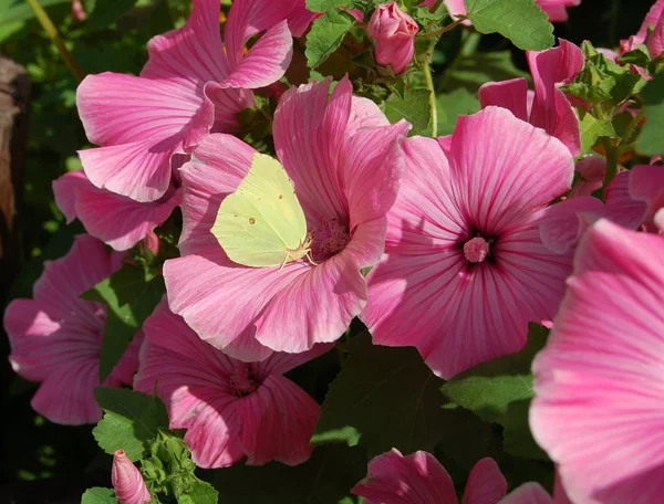 Violette Blumen und Schmetterling — Stockfoto