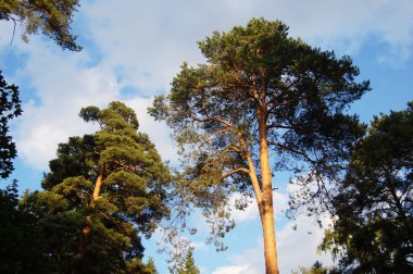 Fur-trees against the sky clipart