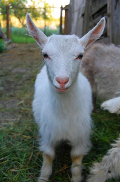 Goat white — Stock Photo, Image