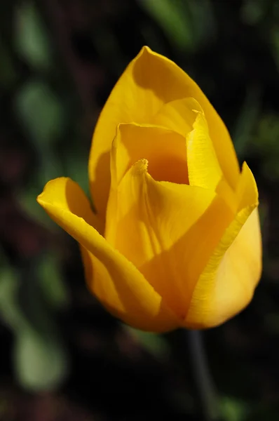 A tulipán — Stock Fotó