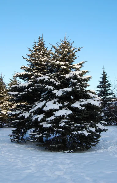 Köknar ağaçlarının karda Telifsiz Stok Fotoğraflar