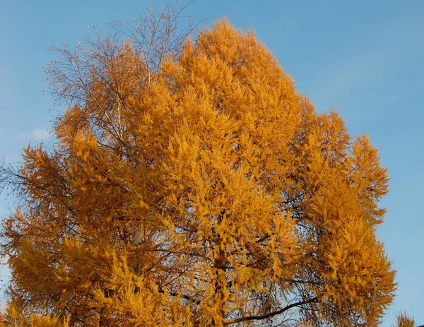 Cône jaune d'un arbre — Photo