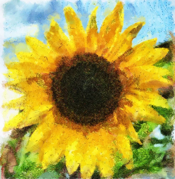 Ілюстрація соняшнику — стокове фото