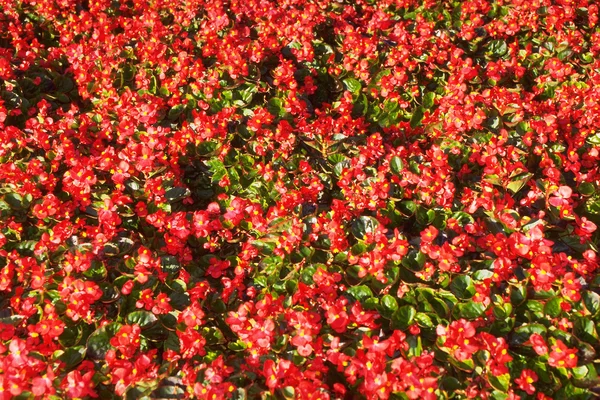 stock image Green Plant texture