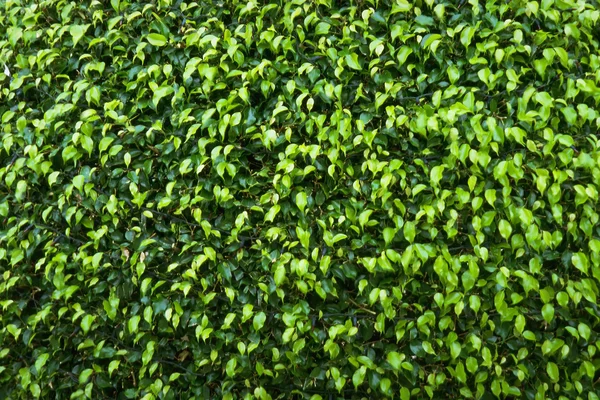 stock image Green Plant texture