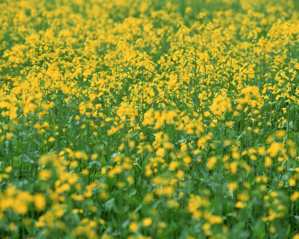 stock image Green Plant texture