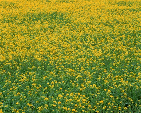 stock image Summer landscape