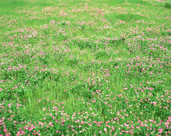 stock image Summer landscape