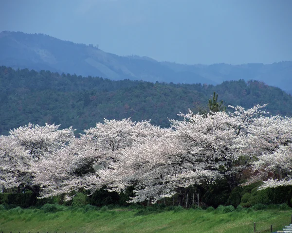 Stock image Beautiful Scenery