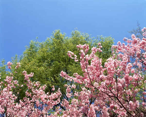 Stock image Beautiful Scenery