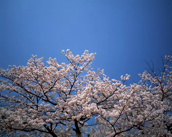 stock image Beautiful Scenery