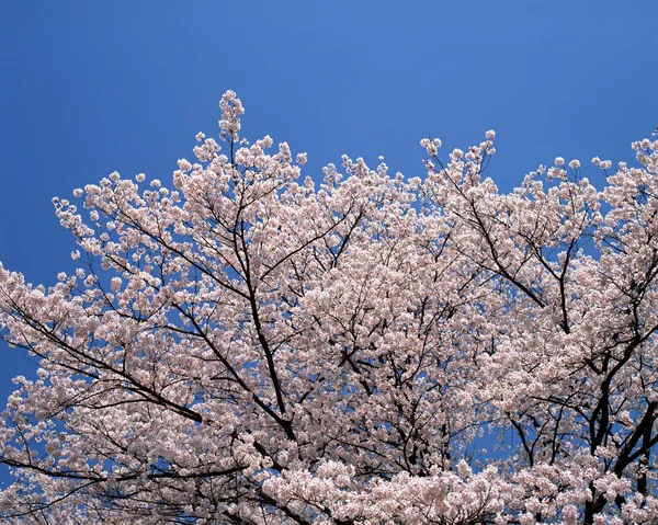 stock image Beautiful Scenery