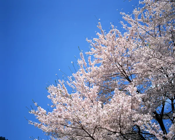 Stock image Beautiful Scenery