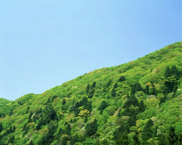 stock image Summer landscape