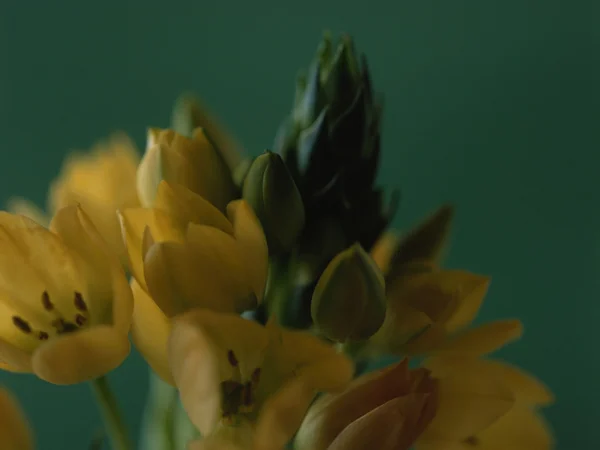 सुंदर फूल — स्टॉक फोटो, इमेज