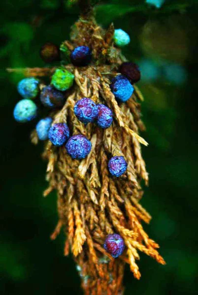 stock image Juniper