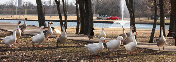 Утиная тропа
