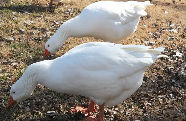 Patos-de-pente — Fotografia de Stock