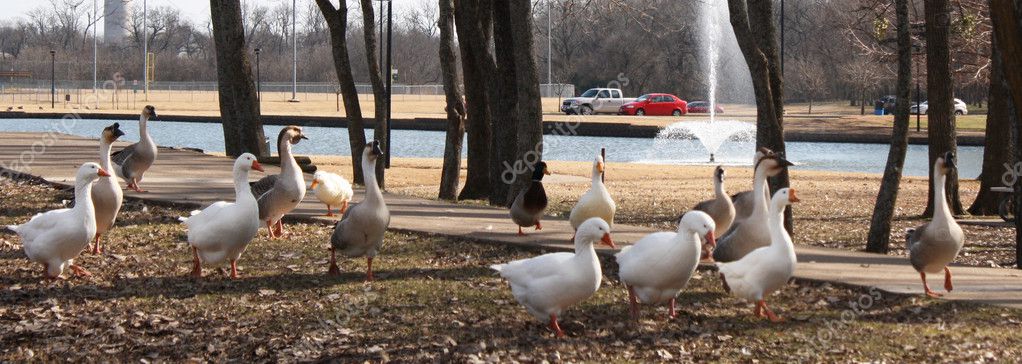 Duck Trail — Stock Image Duck Trail Royalty Free Stock Images