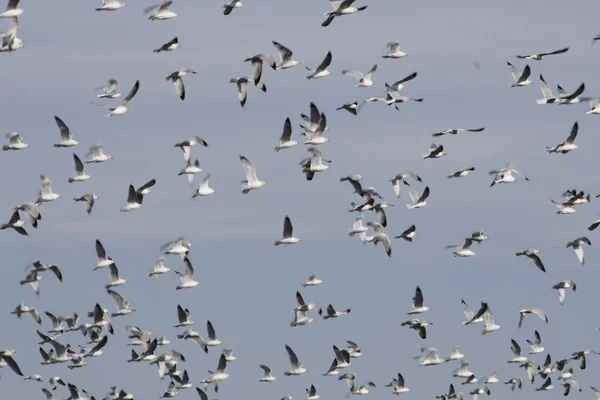 stock image Flight