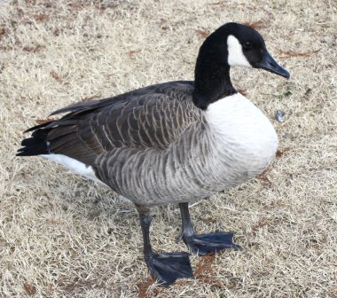 Duck or Goose? clipart