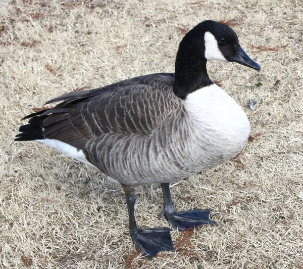 Duck or Goose? — Stock Photo, Image