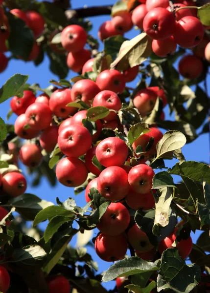 Manzanas en el manzano — Foto de Stock