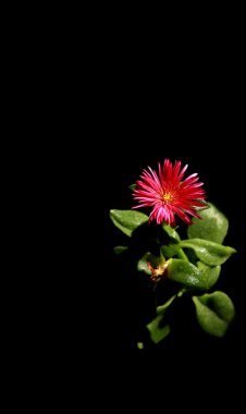 Red flower on a black background clipart