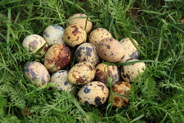 Перепелиные яйца в траве — стоковое фото