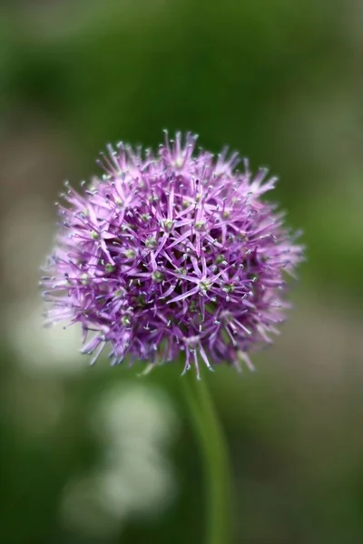 stock image Allium. The project of the Universe