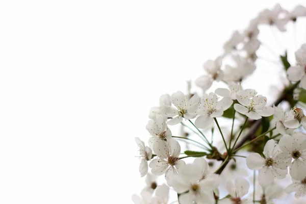 Blühende Kirsche auf weißem Hintergrund lizenzfreie Stockfotos
