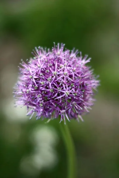 Allium. O projeto do Universo Imagens Royalty-Free