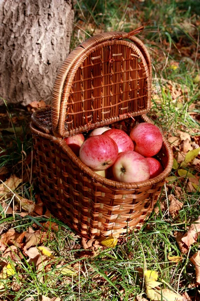 Äpfel im Korb lizenzfreie Stockfotos
