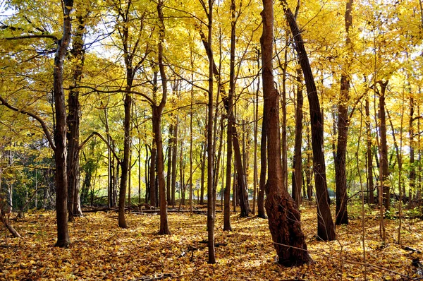 阳光明媚的秋天的森林 — 图库照片