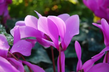 Cyclamen in Bloom clipart