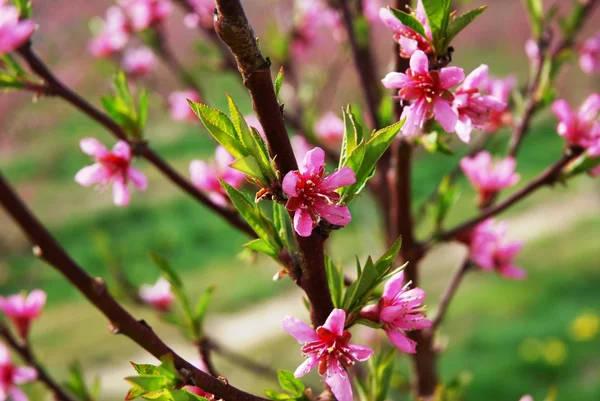 stock image In Full Bloom