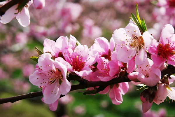 Stock image Spring Time