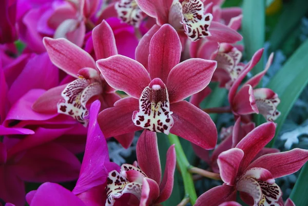 Erste Orchideen — Stockfoto