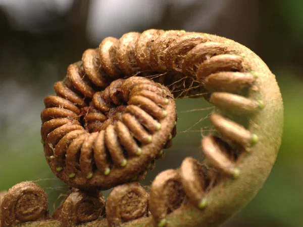 Monkey Tail Fern — Stock Photo, Image