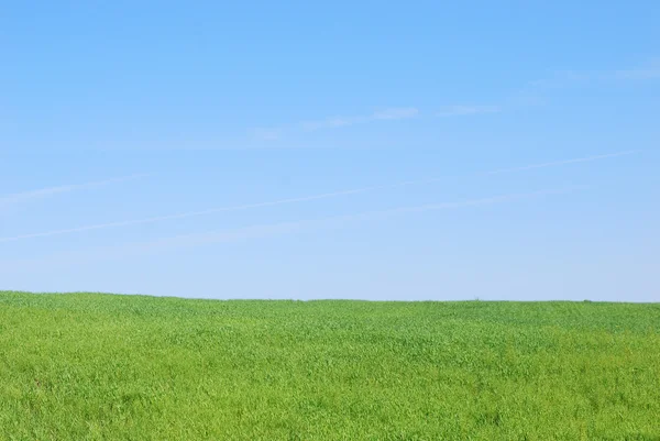 stock image Beautiful meadow in the sunlight summer