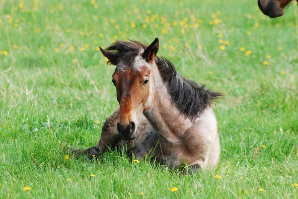 Krásné koně — Stock fotografie