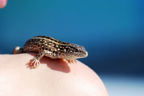 Stock image Lizard on the shoulder beautiful woman