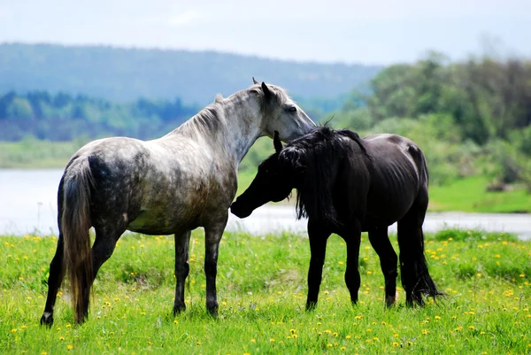 Beautiful horses Stock Image