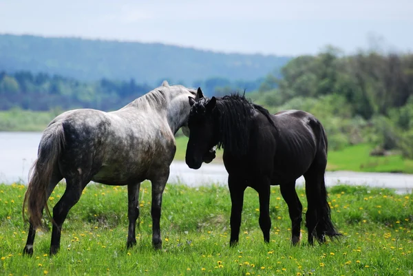 Belos cavalos Fotografias De Stock Royalty-Free