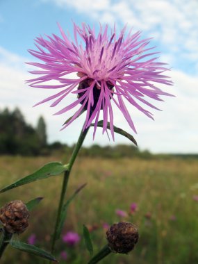 Cornflower in open field clipart