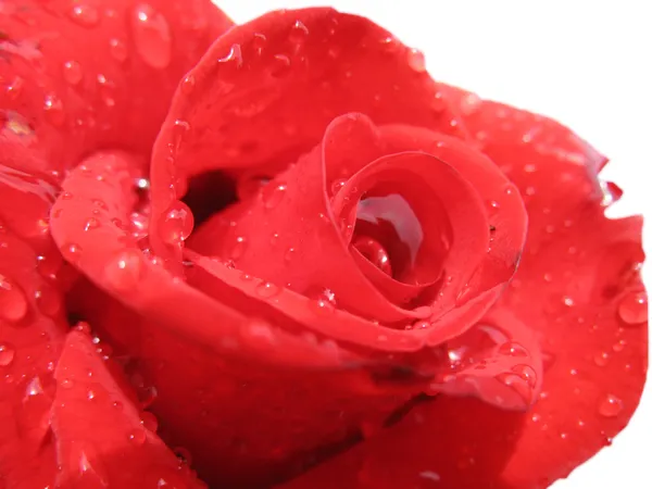 Красная роза на белом фоне — стоковое фото