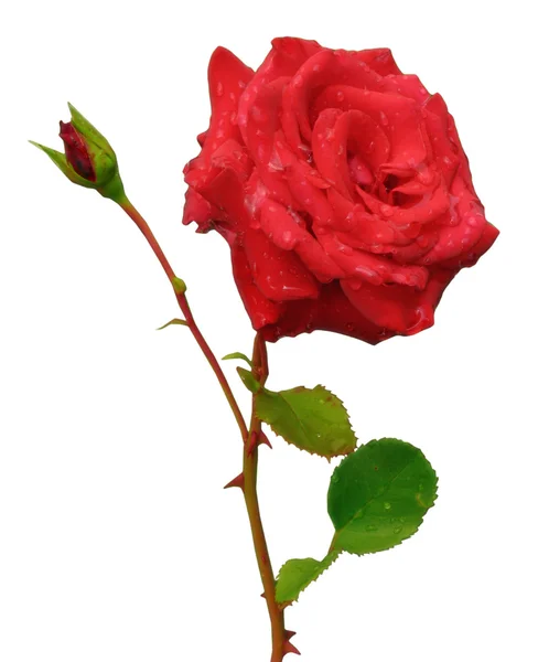 Rosa roja con capullo — Foto de Stock