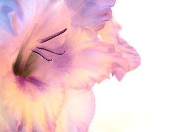 Heliotrope gladiolus macro on white clipart