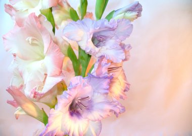 Beautiful gladioluses clipart