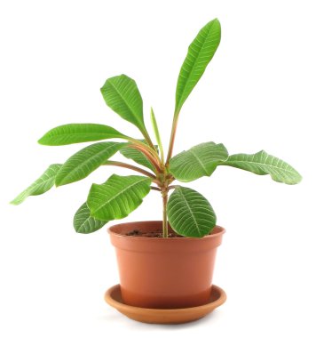 Young milkweed in flowerpot clipart